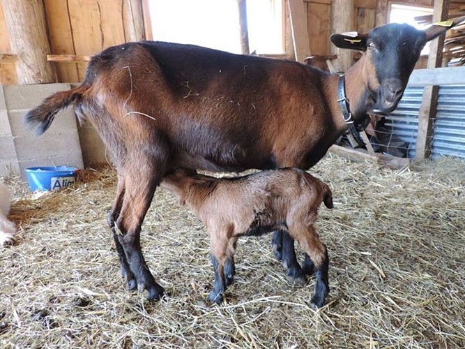 Goat farm Peute Goutte