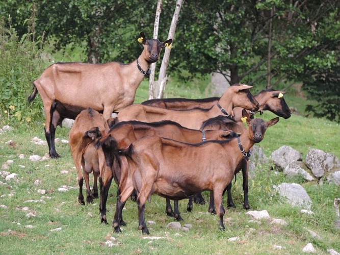 Goat farm Peute Goutte