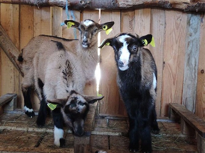 Geitenboerderij Peute Goutte