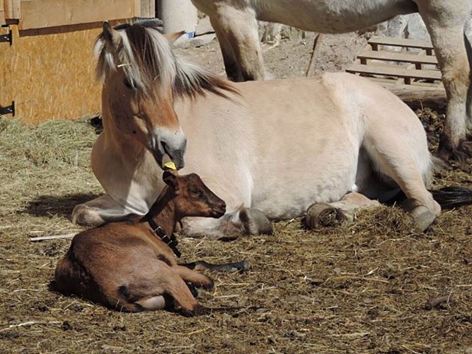Geitenboerderij Peute Goutte