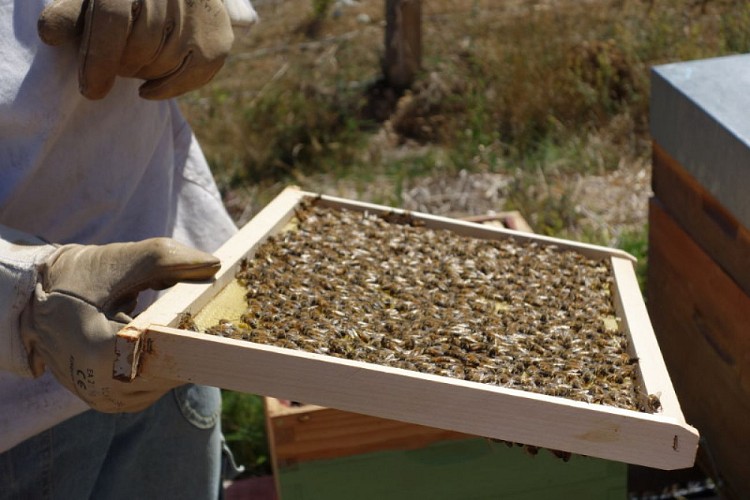 Rucher-BoisAnzeray-ruche-abeilles