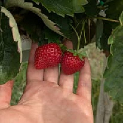 Le jardin de l'espinasse