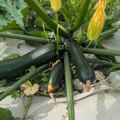 Le jardin de l'espinasse