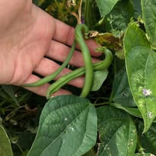 Le jardin de l'espinasse