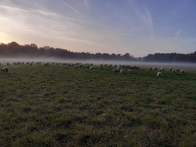 cocottes et compagnies de la forêt 2