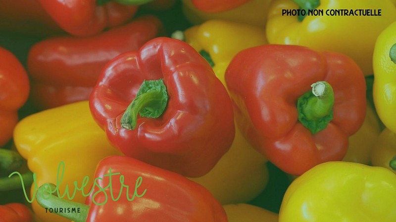 Marron et Orange Neutre Délicat Bio Mode Marketing Présentation - Cover Page