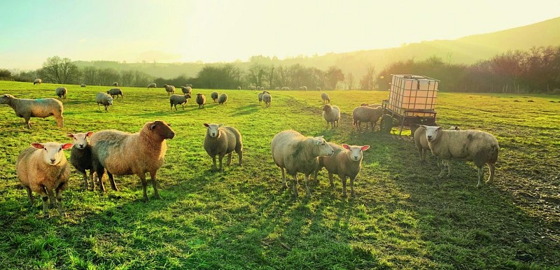 6_Weide schapen_champs moutons_IMG_7096_©BonjourMarcourt (Copier)