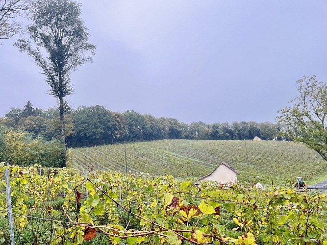paysage vignes