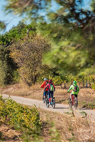Bike ride into the vineyards of Châteauneuf-du-Pape