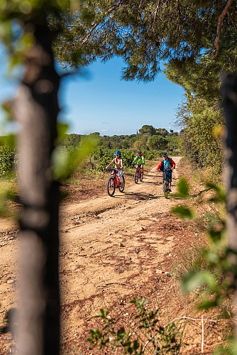 Ruta en bicicleta por el viñedo de Châteauneuf-du-Pape saliendo de Cellier des Princes.
