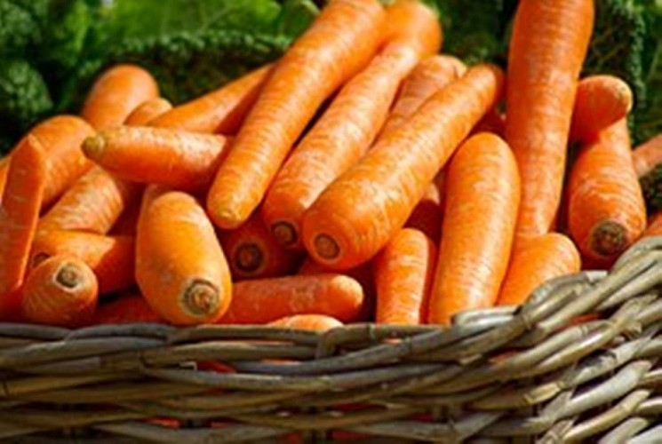 Carottes marché
