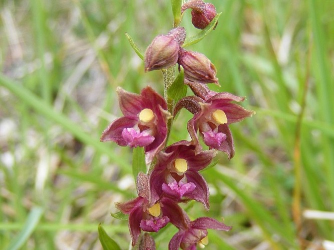 Epipactis brun rouge © Cen-NS