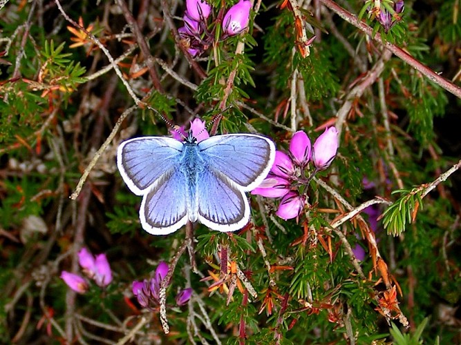 Espace Naturel Sensible : le sentier des Azurés