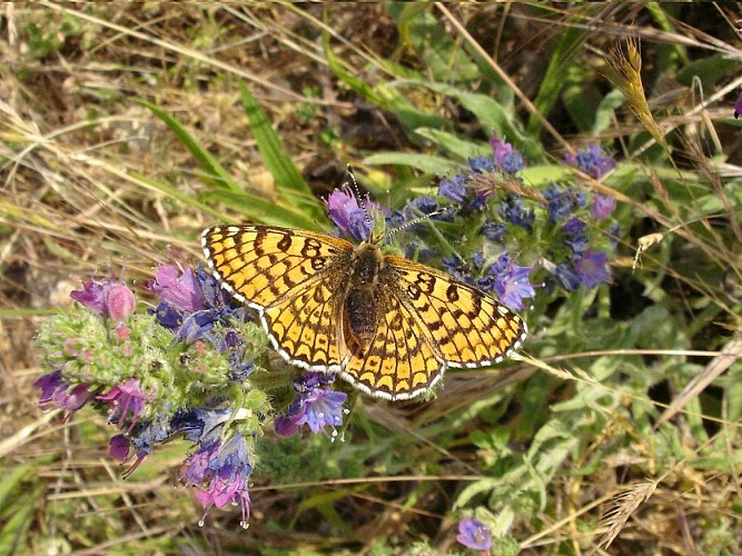 Mélitée plantain © Cen-NS
