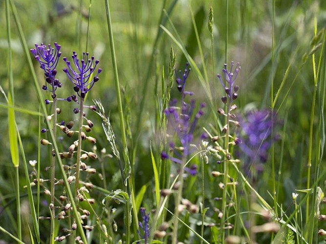 Muscari à toupet © CD27, S. Bachelot