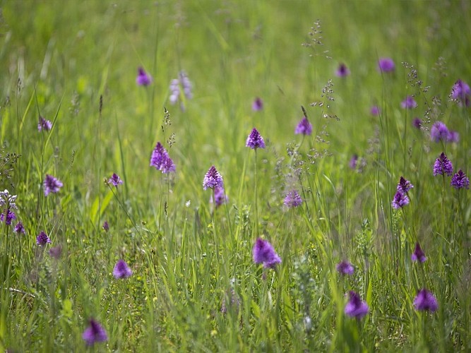 Tosny Les Trois Lacs © CD27, S. Bachelot