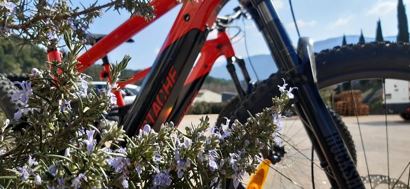 Vélos Buis