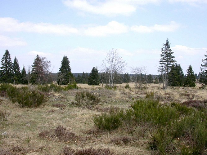 Les Tailles – Colas