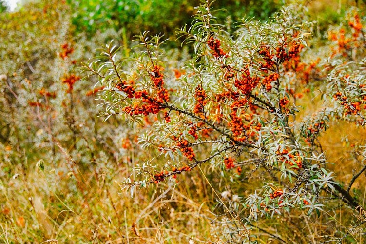 Reportage Photos Honfleur août 2025 ©Camille Plichard_OT Honfleur (264)
