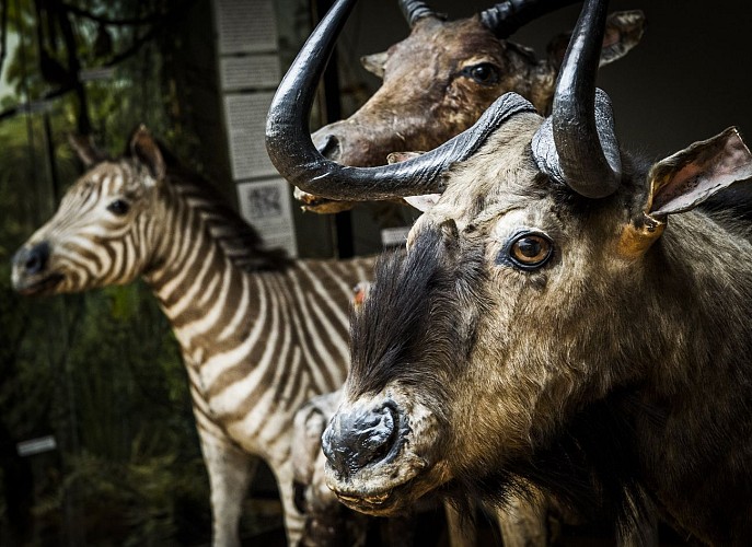 Muséum régional des Sciences Naturelles