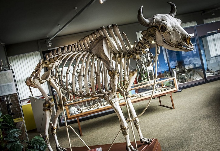 Muséum régional des Sciences Naturelles