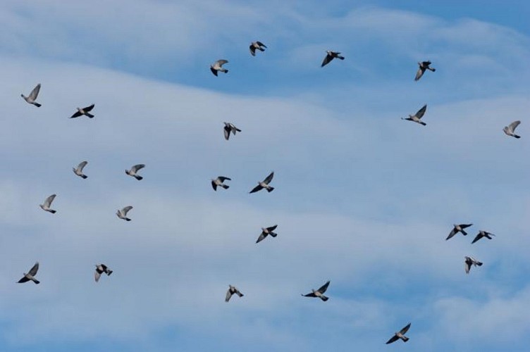 --_6_pigeons_ramiers_columba_palumbus_044341_215149