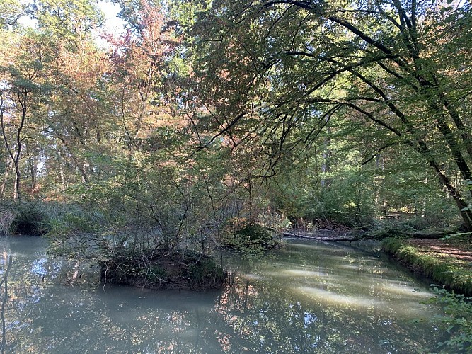 Les zones humides forestières