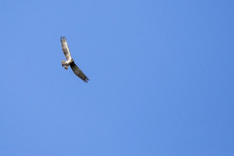 Circaète Jean-le-Blanc