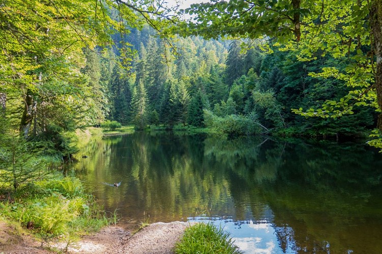 TEICH ÉTANG DE SÈCHEMER