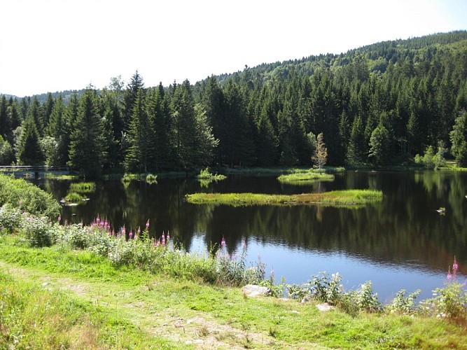 Les tourbières de lispach et de la ténine
