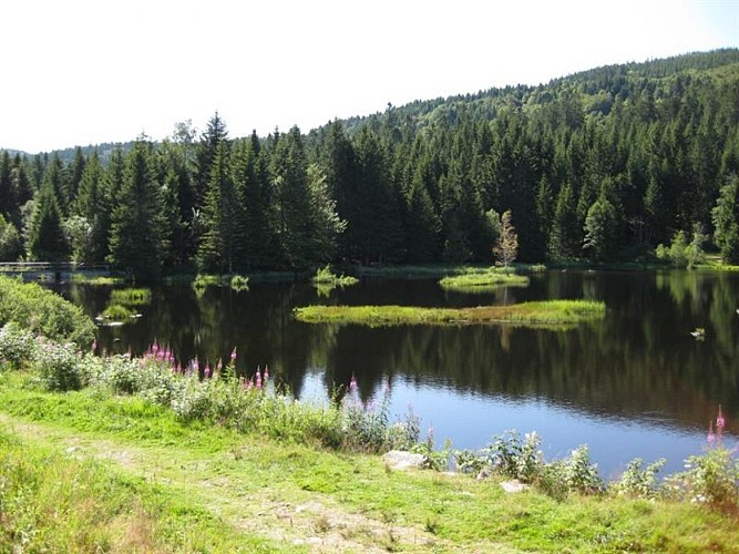 Les tourbières de Lispach et de la Ténine à La Bresse