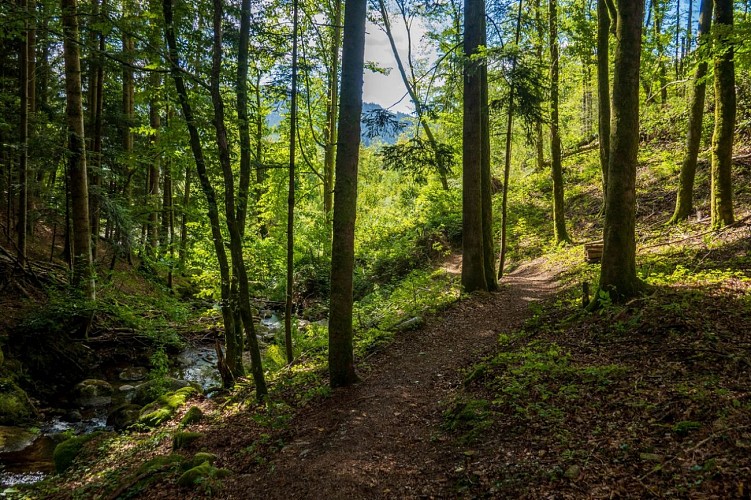 Sentier de la scierie