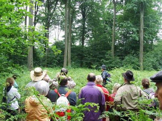 Visite guidée dans la forêt de la Papiermühle