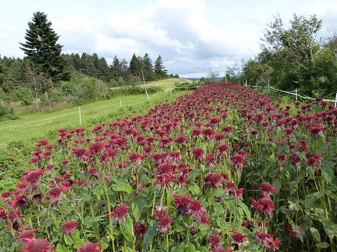 Jardins de bernadette