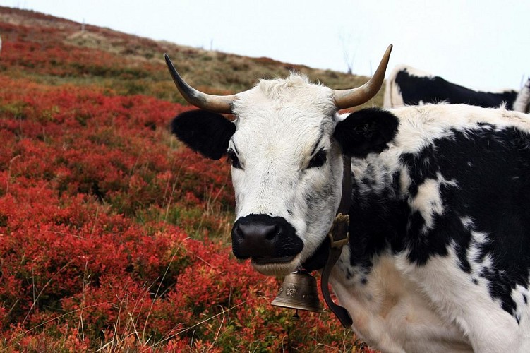 Gilles Gounant - randonnées photos