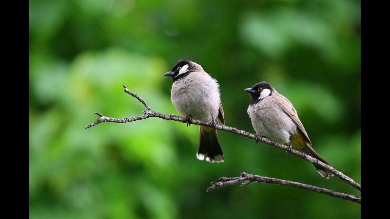 Oiseaux ©Canva