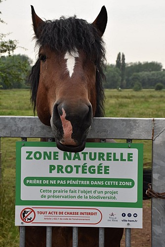 Les prairies humides