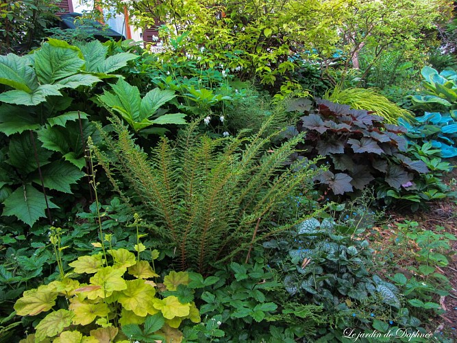 Le jardin de Daphnée