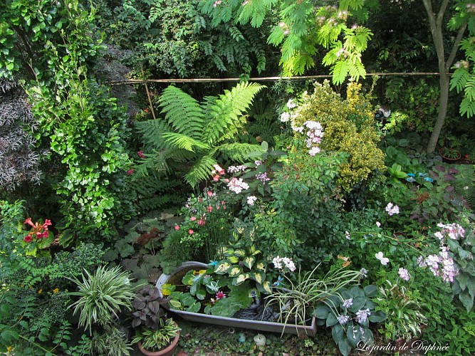 Le jardin de Daphnée