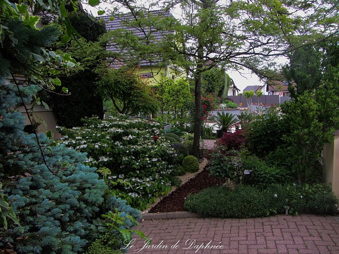 Le jardin de Daphnée