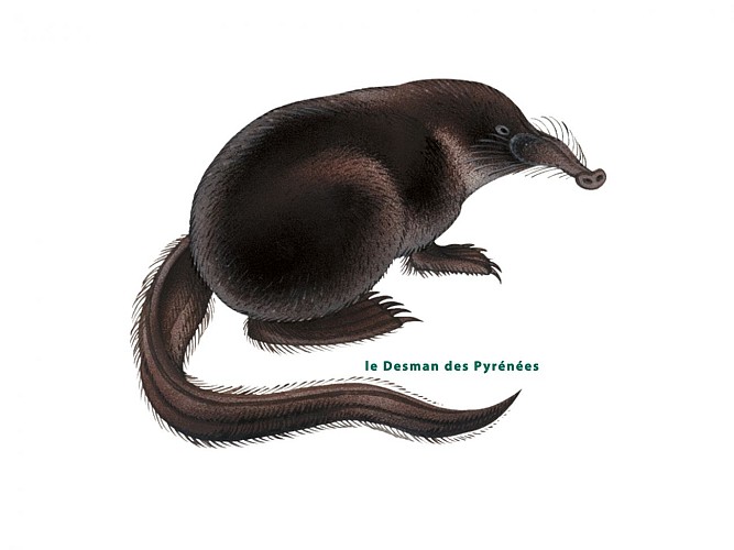 Le Desman des Pyrénées