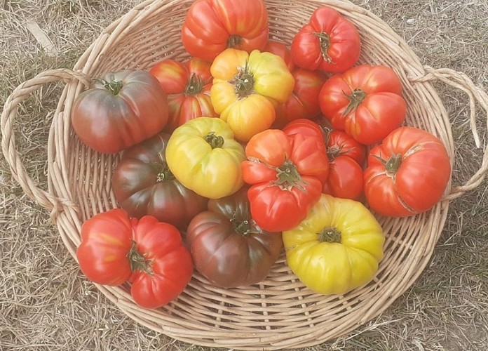 potager de la vergne (5)