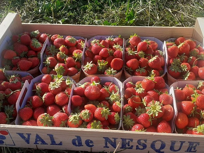 potager de la vergne (3)