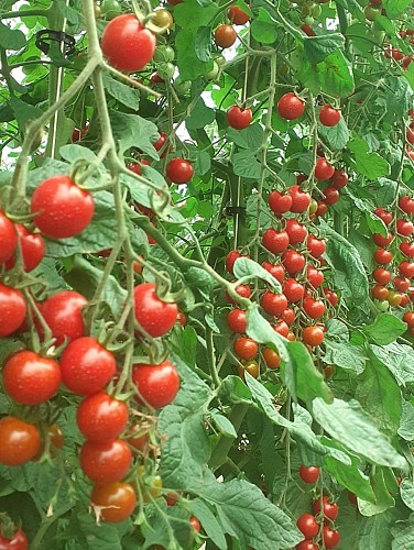 potager de la vergne (2)