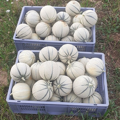 potager de la vergne (1)