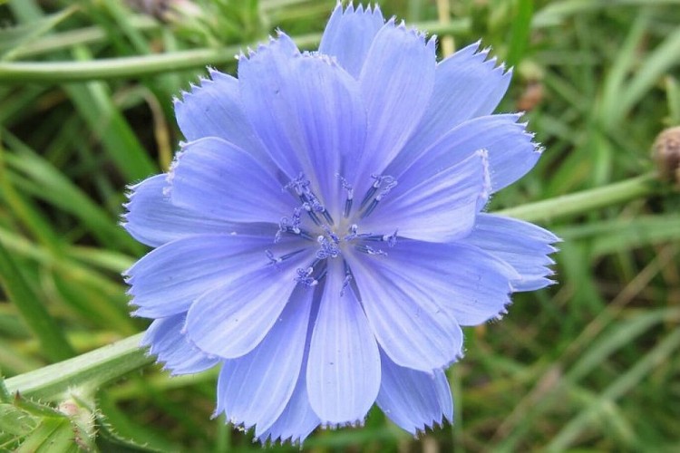 Chricorée sauvage