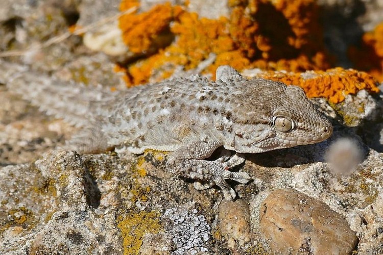 Tarente de maurétanie