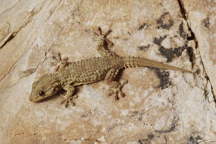 Tarente de maurétanie