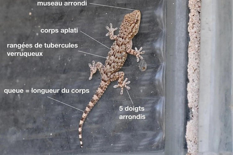 Tarente de maurétanie