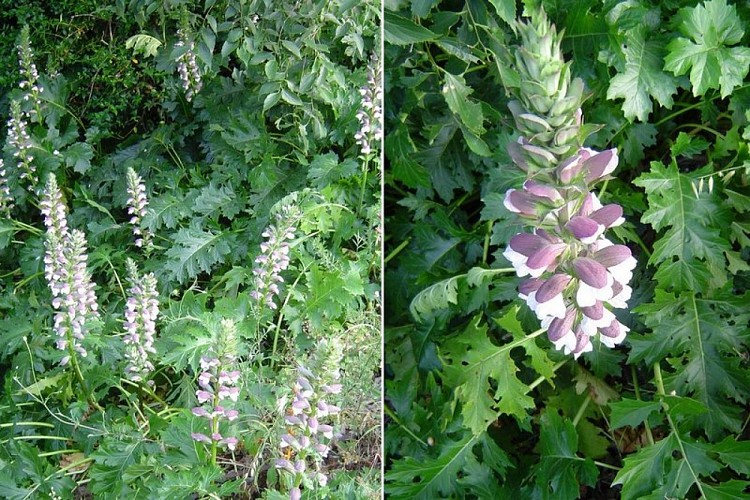 Acanthe à feuilles molles